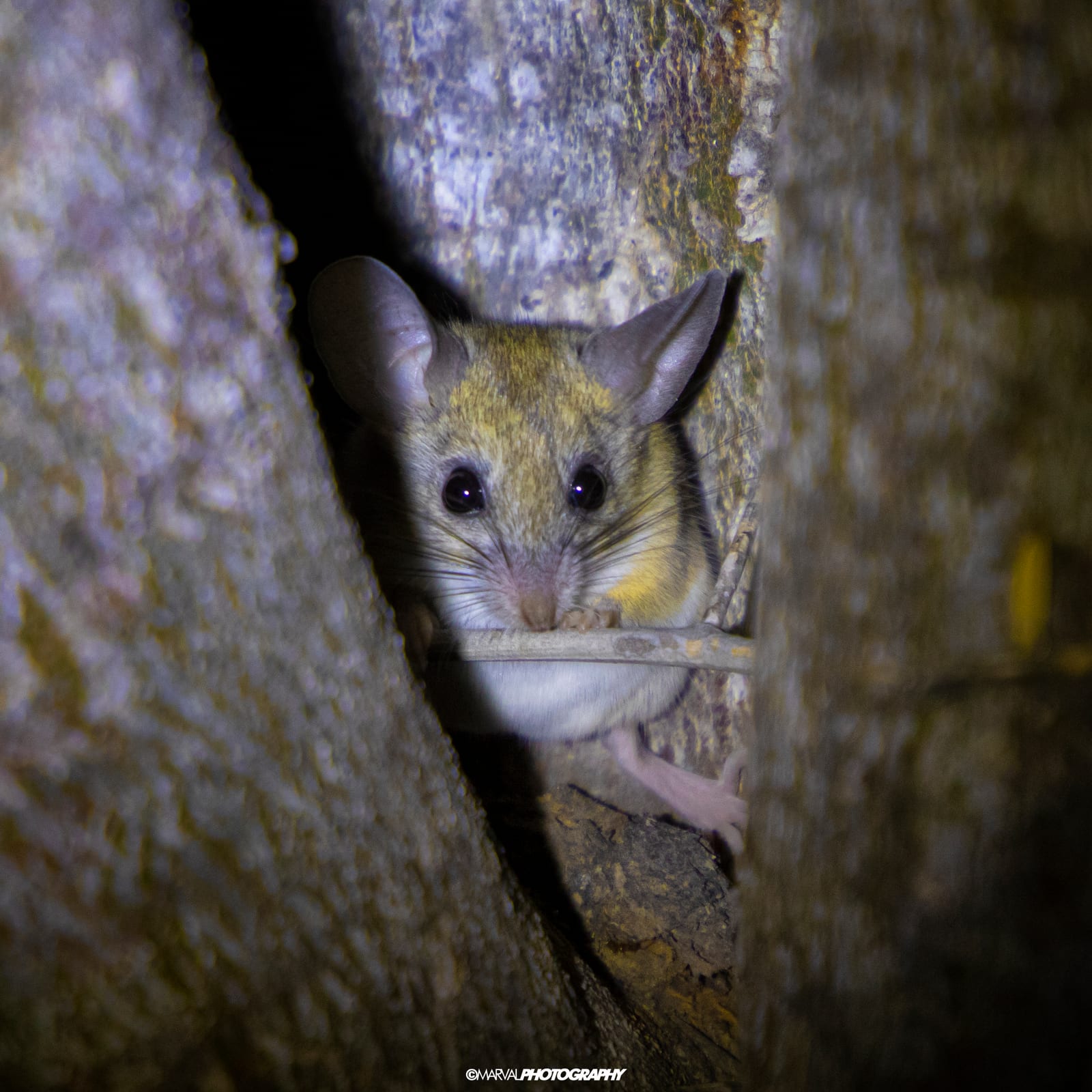 Cactus Deermouse (Peromyscus eremicus)