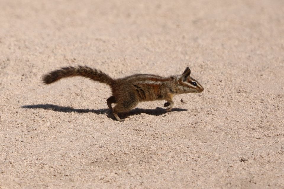 California Chipmunk (Neotamias obscurus)