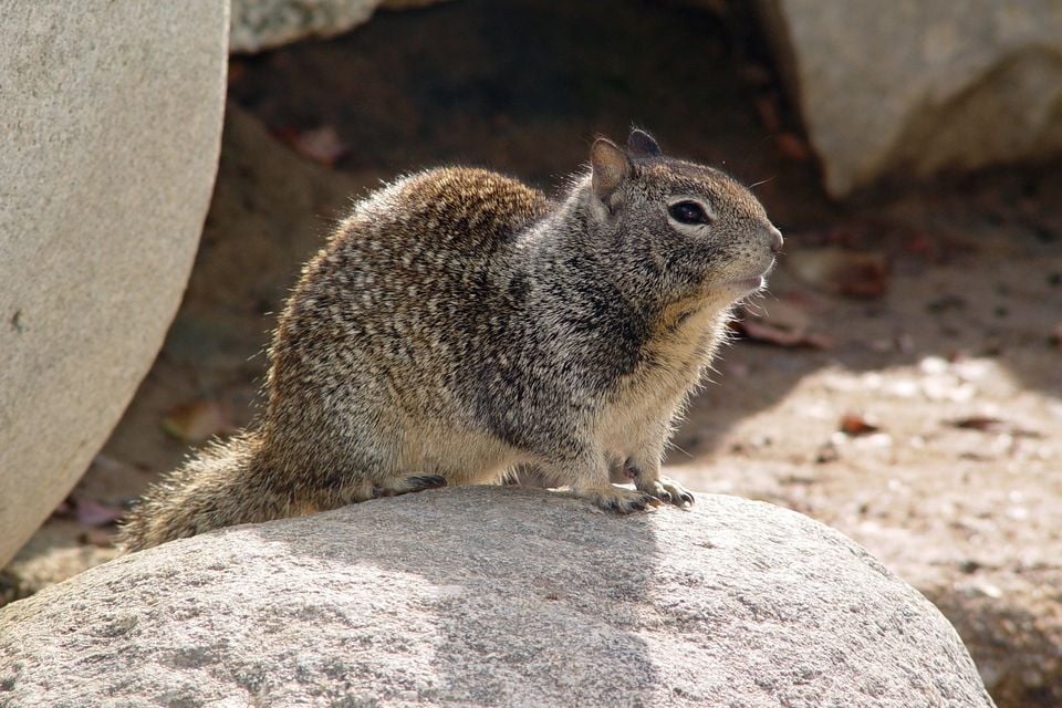 California ground squirrel perched on a rock