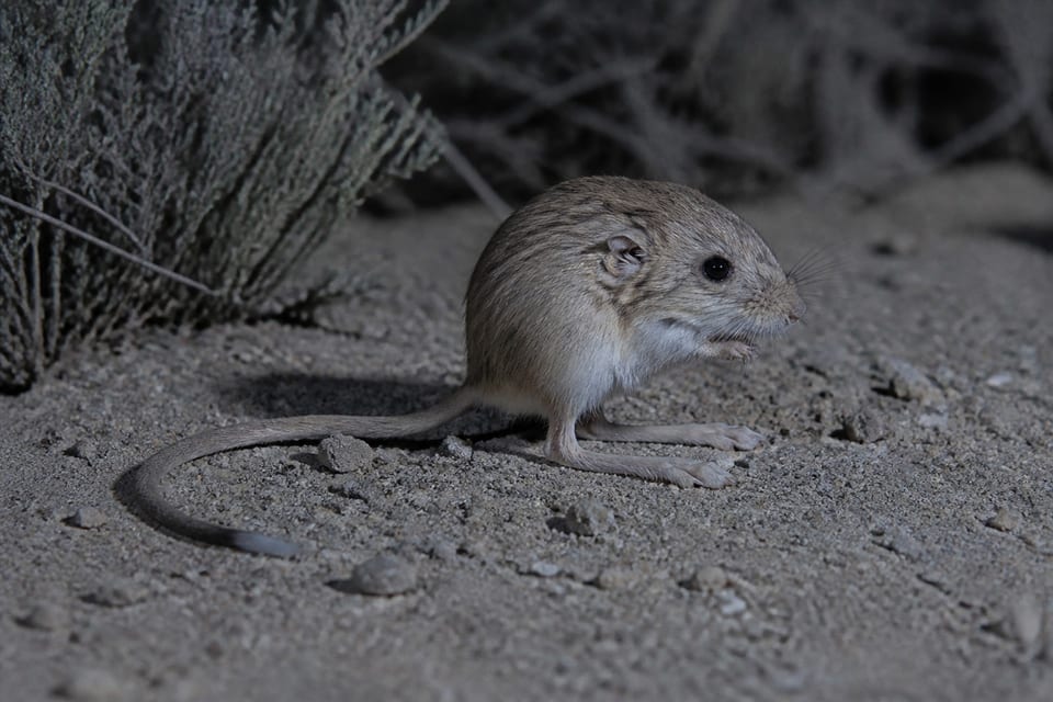 AI-generated image: California Kangaroo Mouse perched bipedal on fine desert soil beside shrub cover at night. No public-domain photograph of this species exists. This image was generated with AI from verified reference material and reviewed by our editorial team for accuracy.