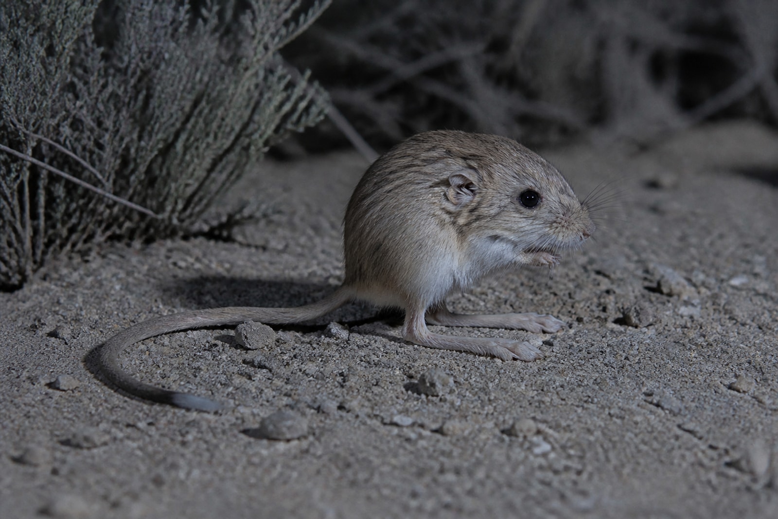AI-generated image: California Kangaroo Mouse perched bipedal on fine desert soil beside shrub cover at night. No public-domain photograph of this species exists. This image was generated with AI from verified reference material and reviewed by our editorial team for accuracy.