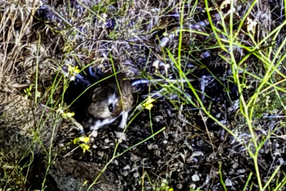 California kangaroo rat among grasses and wildflowers