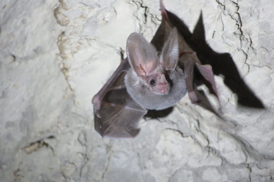 California leaf-nosed bat hanging from a cave ceiling, showing its tall spear-shaped nose-leaf and long ears