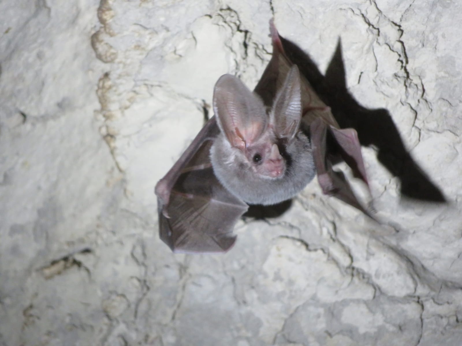 California leaf-nosed bat hanging from a cave ceiling, showing its tall spear-shaped nose-leaf and long ears