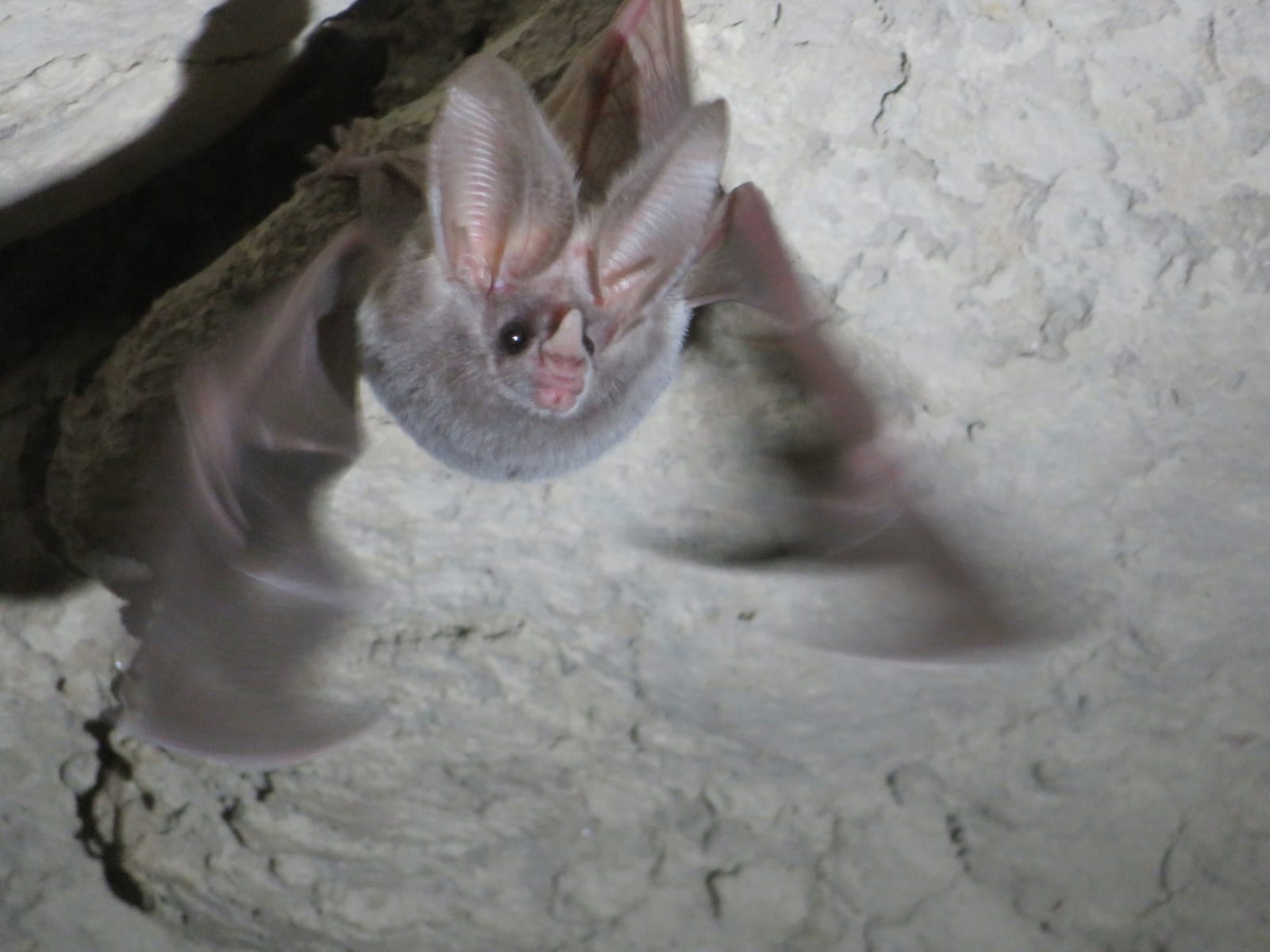 California leaf-nosed bat roosting on a cave ceiling with wings partly spread