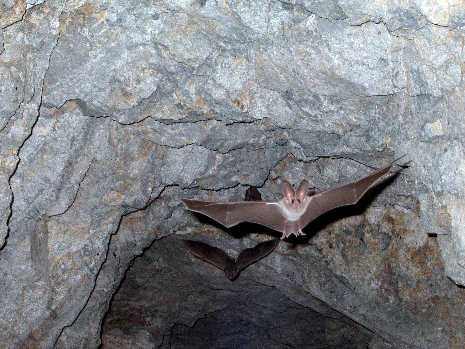 California leaf-nosed bat in flight inside a rock shelter, wings fully spread