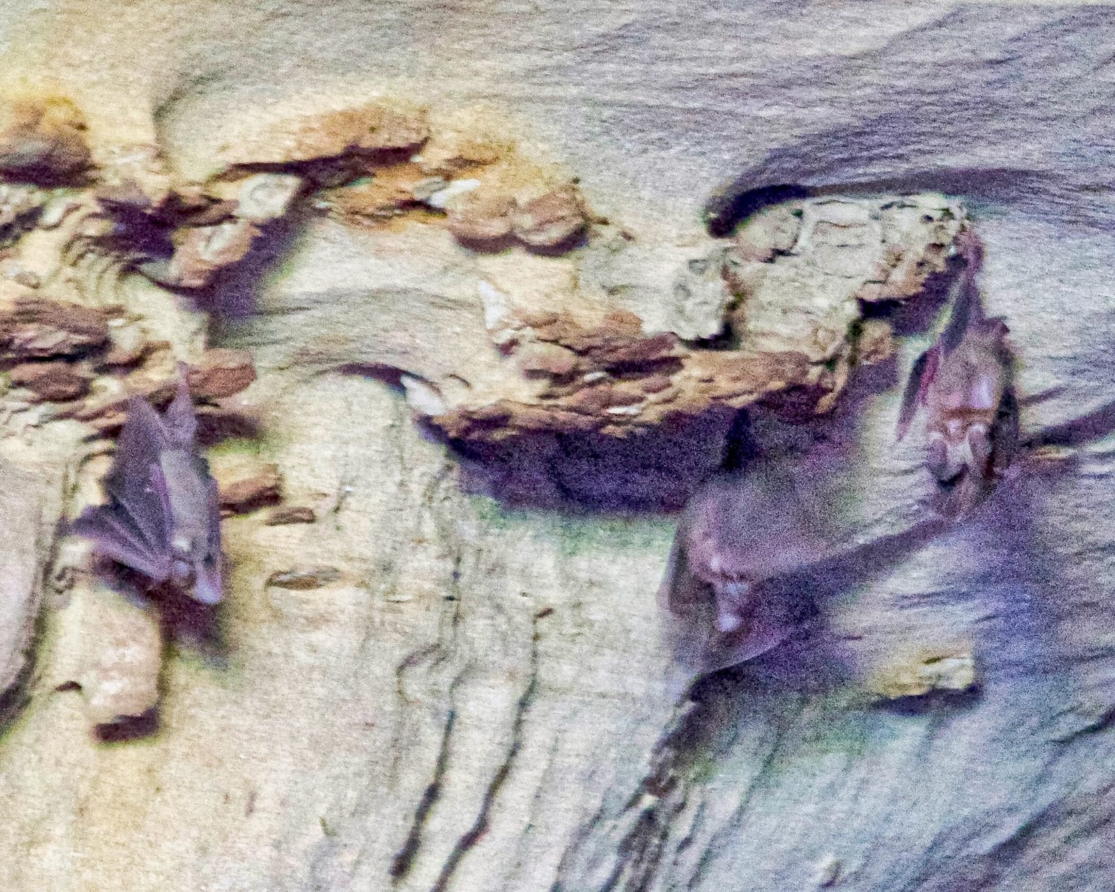 Small cluster of California leaf-nosed bats roosting together on a mine ceiling