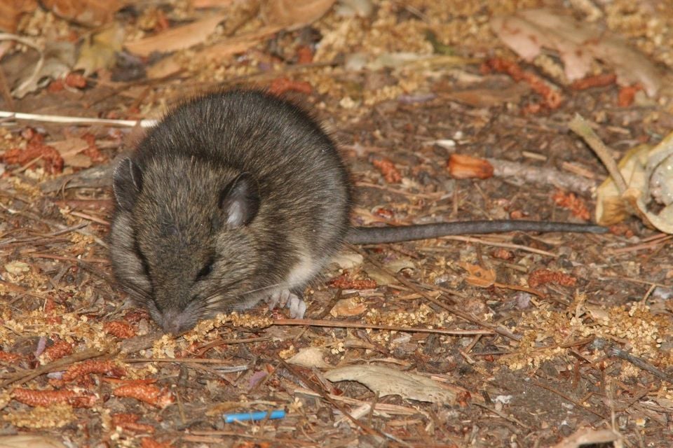 MOUSE, CALIFORNIA (peromyscus californicus) (5-29-09) cerro alto campground road, slo co, ca -01 (3577515146)
