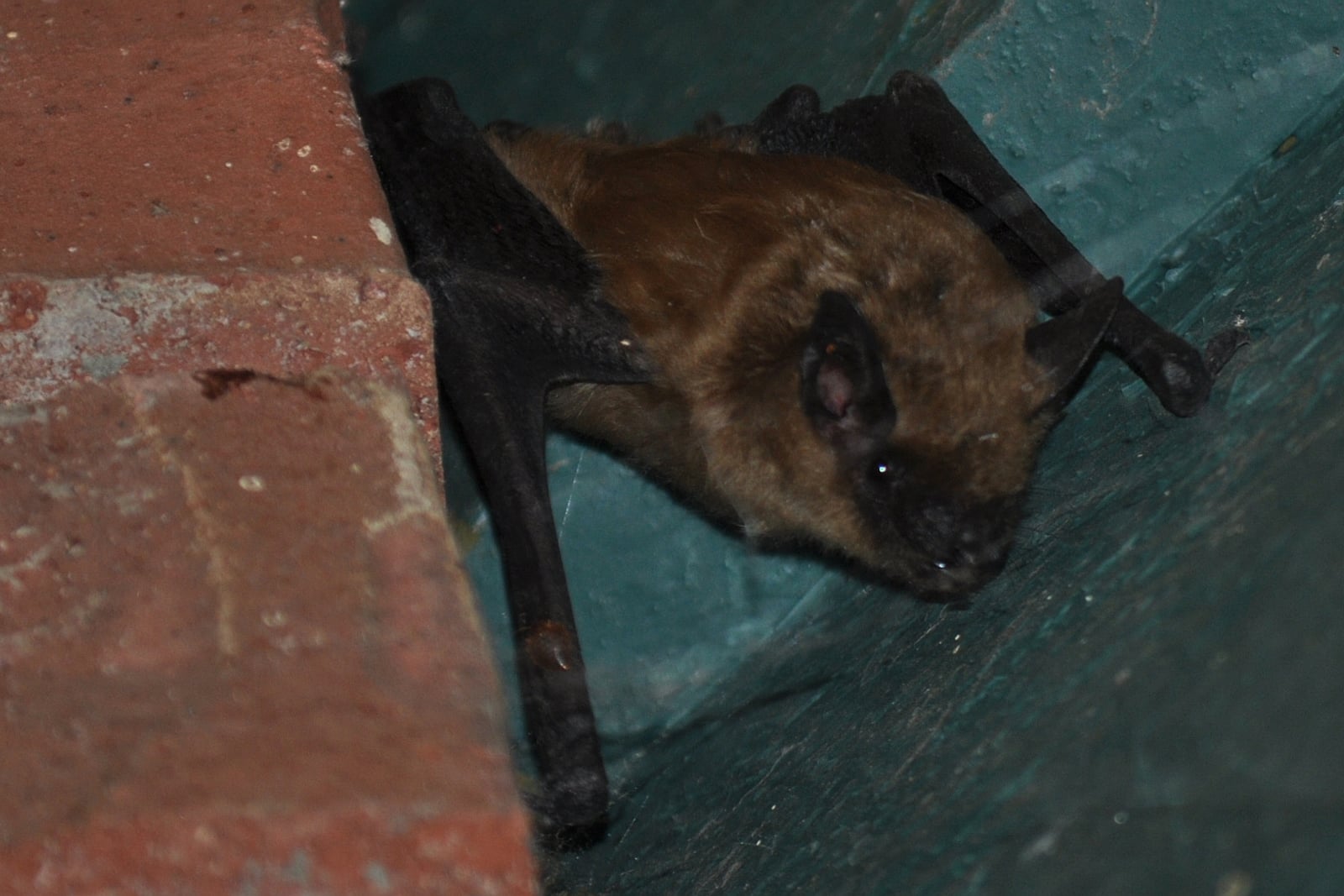 California Myotis (Myotis californicus)