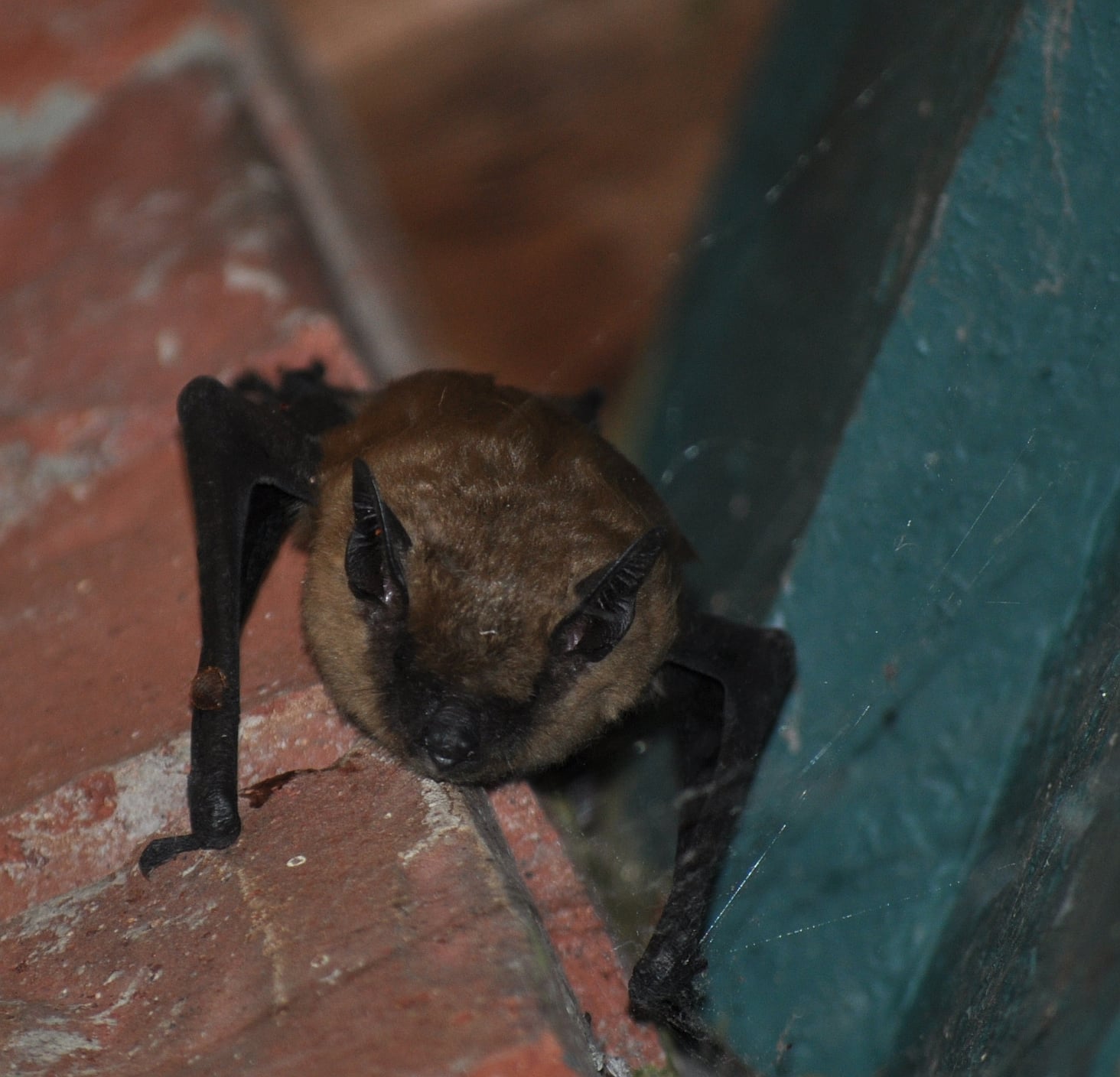 California myotis facing the camera while roosting in a crevice
