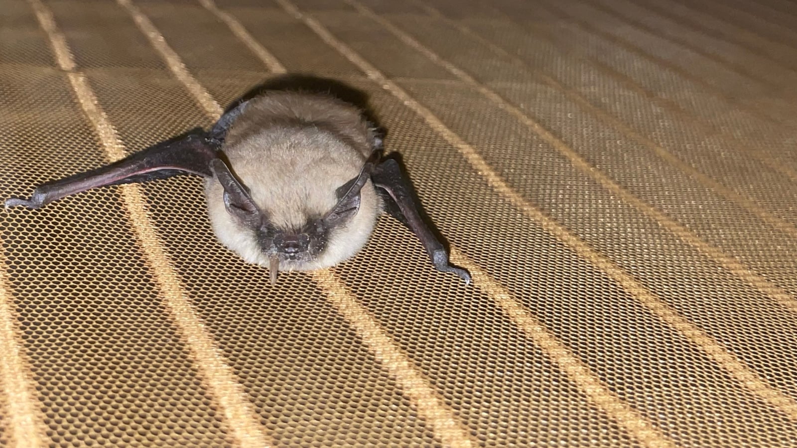 California myotis resting on mesh