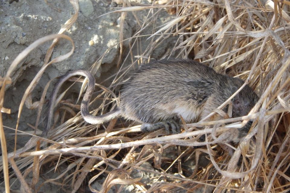 California pocket mouse in dry grass