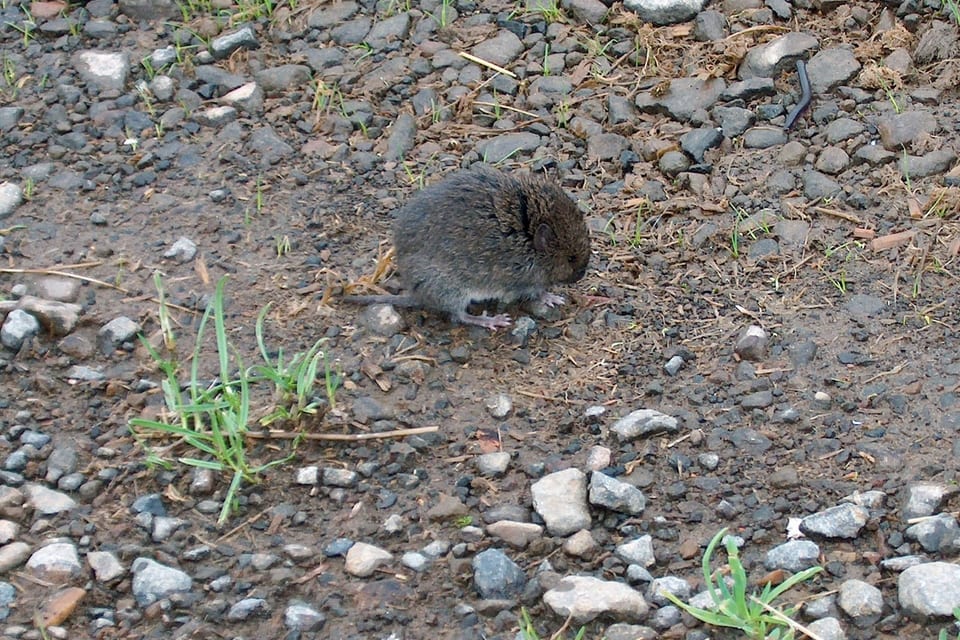 Western red-backed vole ODFW CC