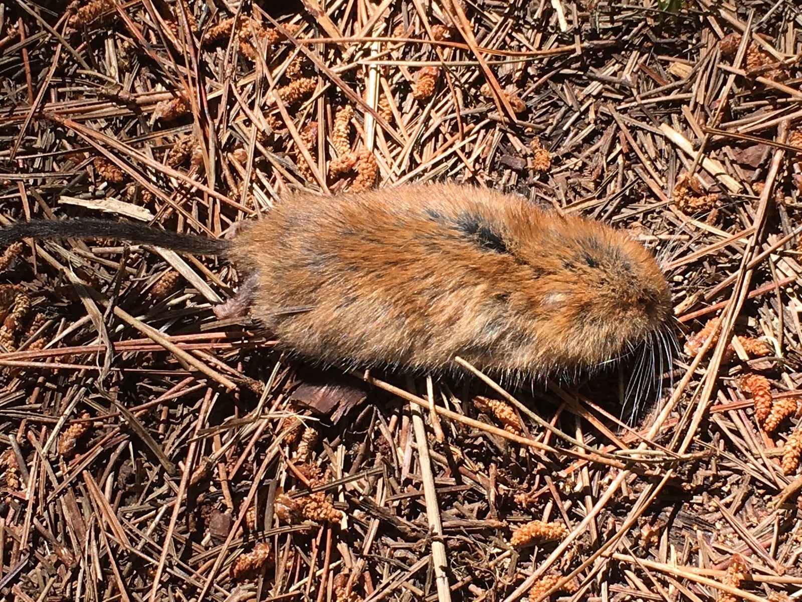 Sonoma Tree Vole, California, US imported from iNaturalist photo 14508141
