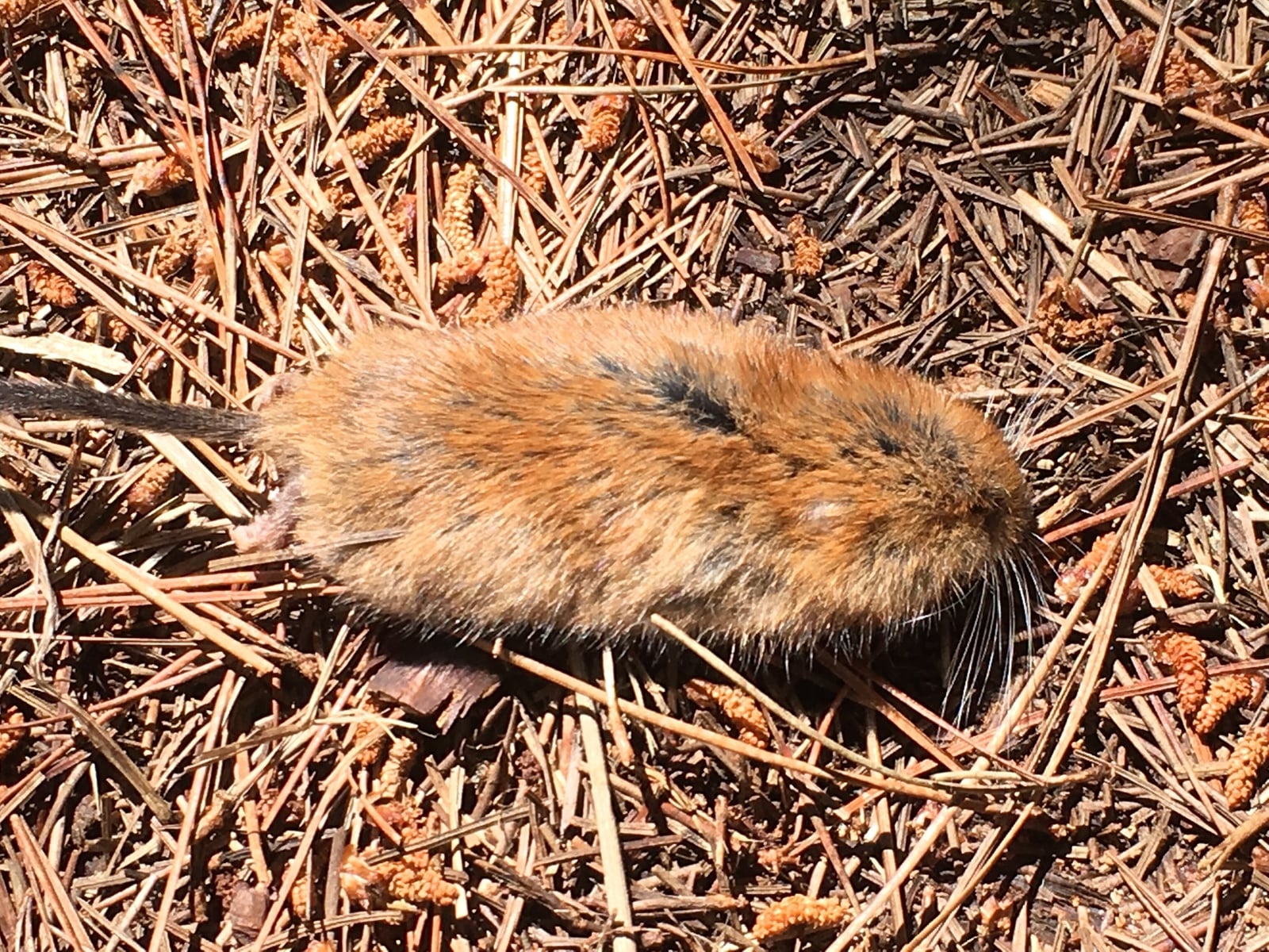 Sonoma Tree Vole (Arborimus pomo)