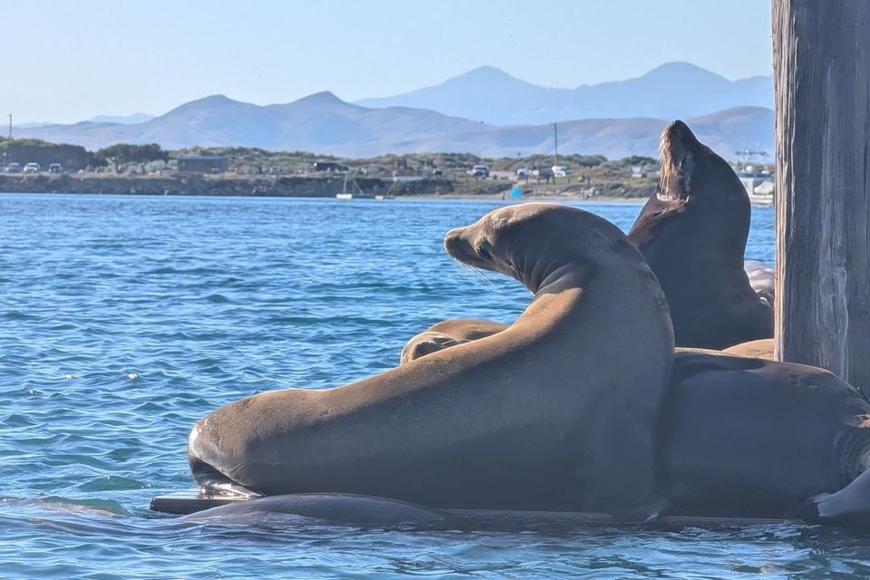 California Sea Lion (Zalophus californianus)