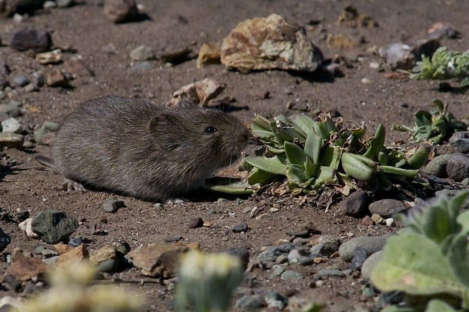 Live California vole crouched on bare dirt among small rocks, nibbling a succulent plant