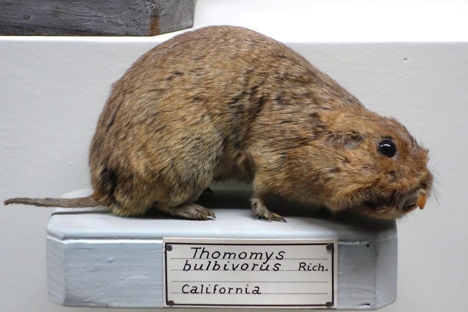 Thomomys bulbivorus - Museo Civico di Storia Naturale Giacomo Doria - Genoa, Italy - DSC02780