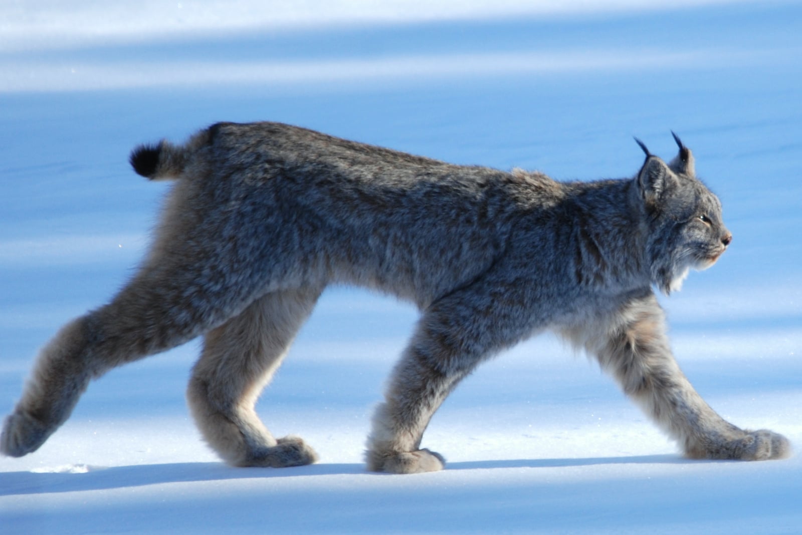 Lynx Canadensis