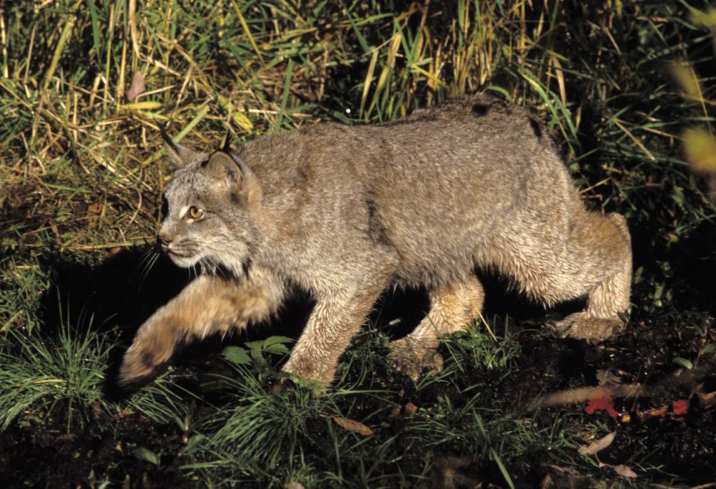 Lynx-canadensis