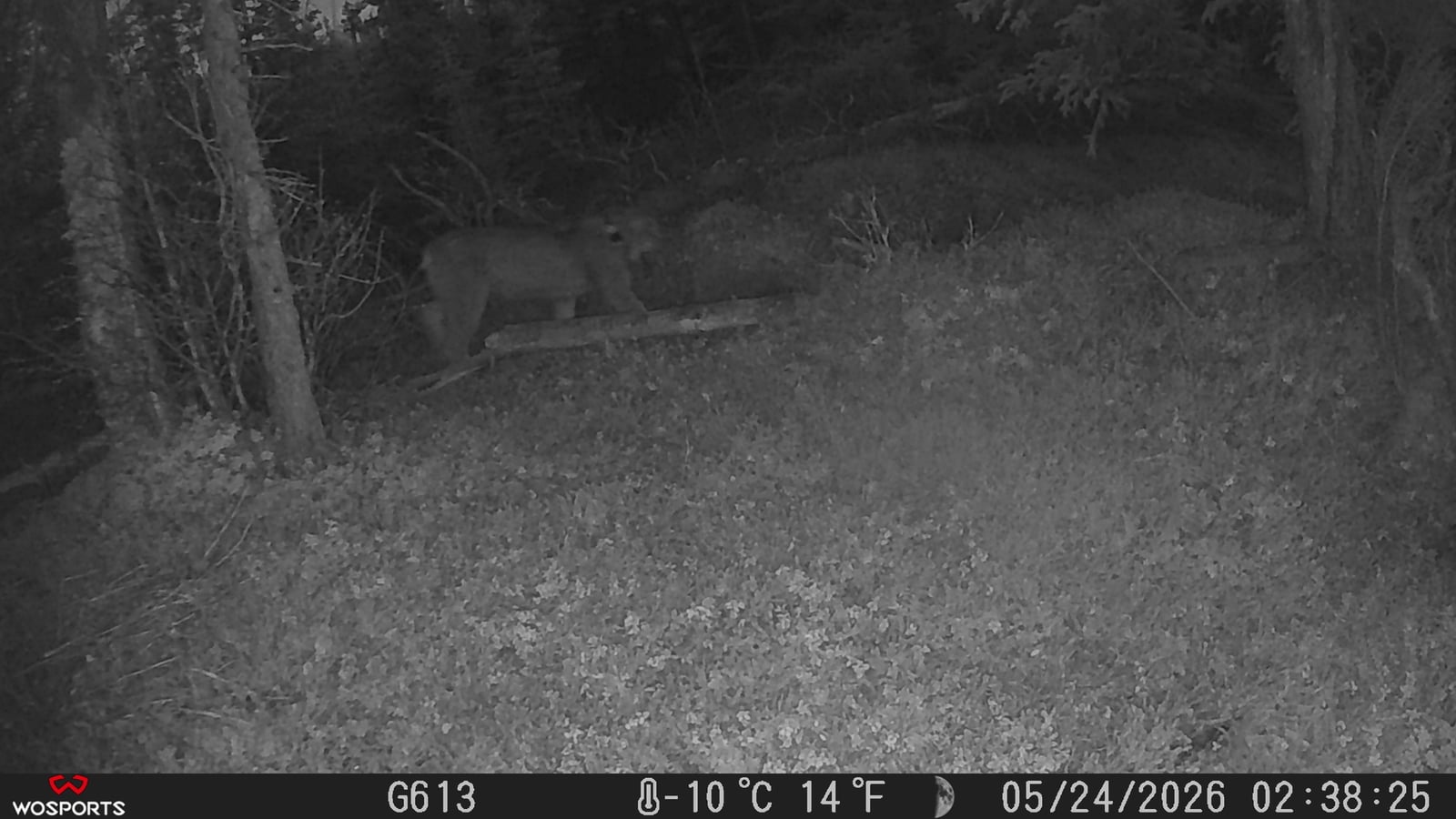 Canada Lynx (Lynx canadensis)