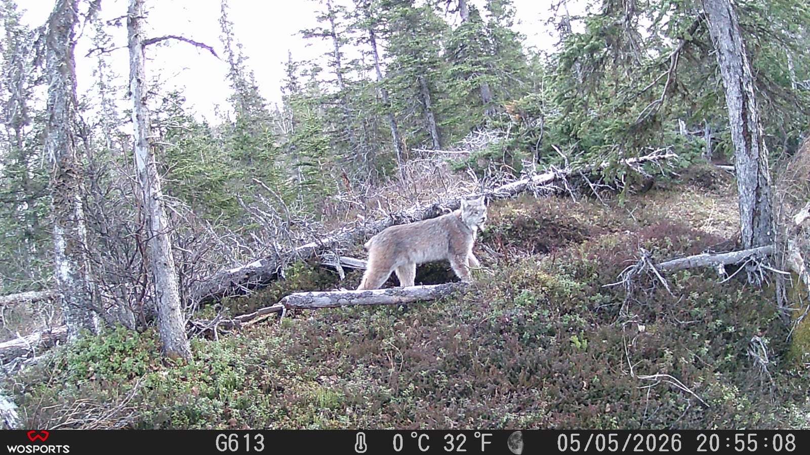 Canada Lynx (Lynx canadensis)