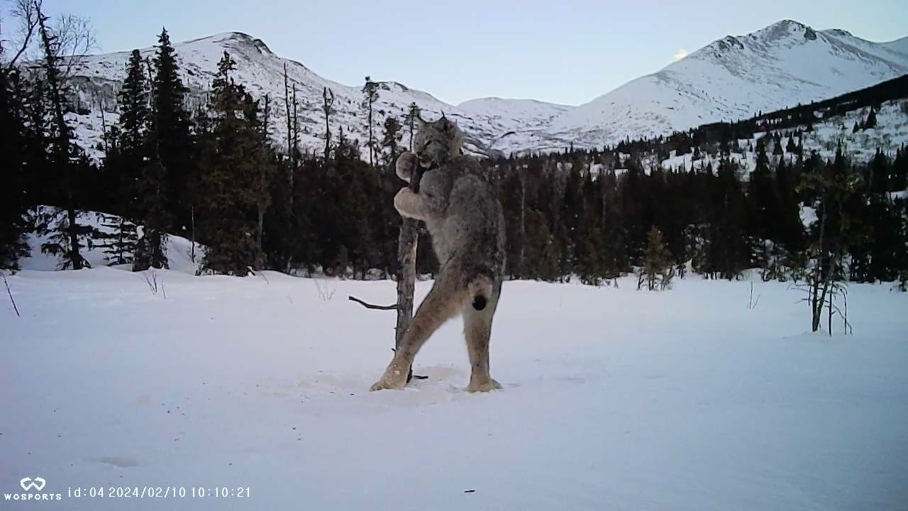 Wild Canada lynx standing on hind legs at a scent post in a snowy mountain clearing