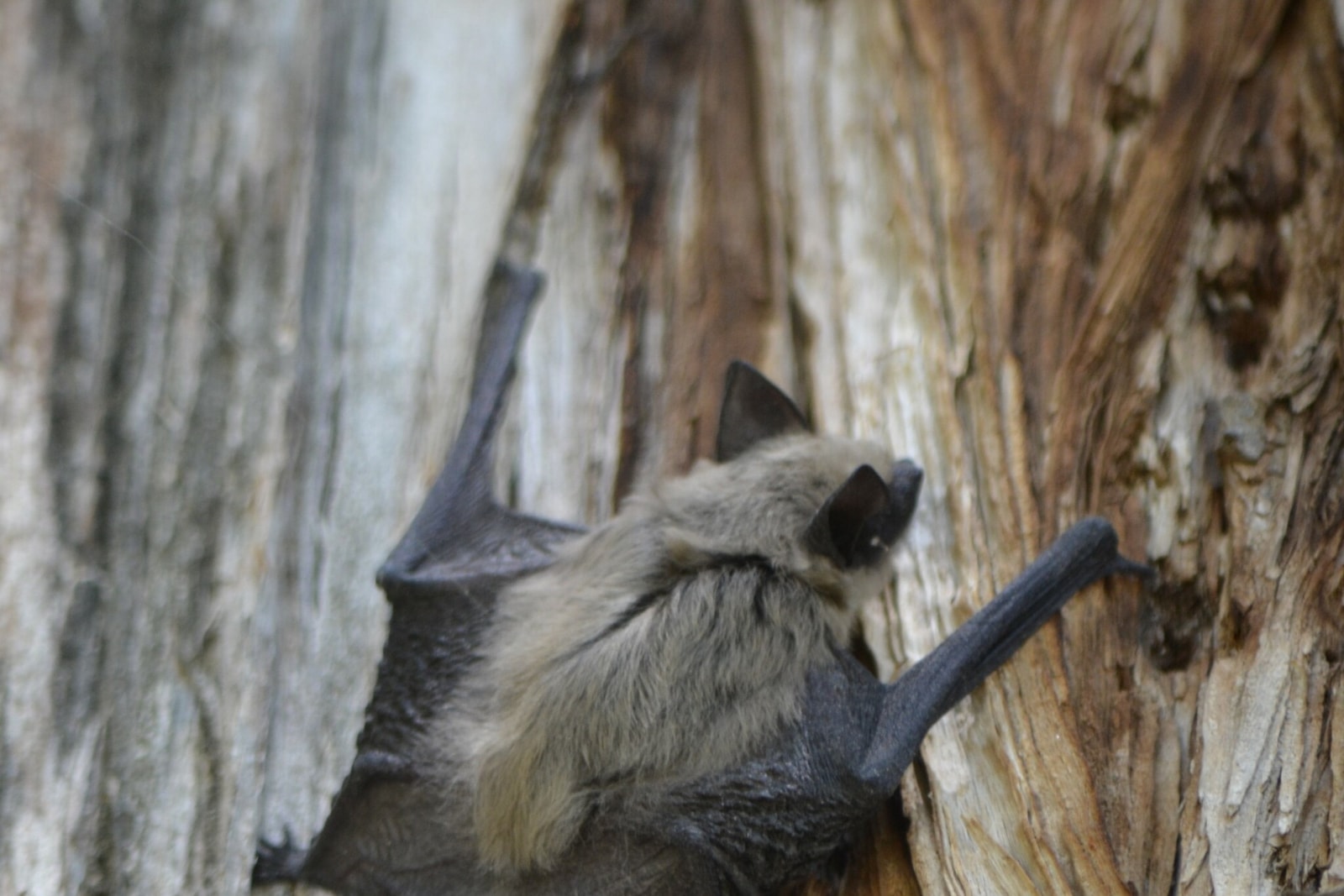 Canyon bat clinging to weathered tree bark