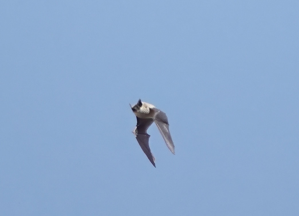 Canyon bat flying in daylight against blue sky