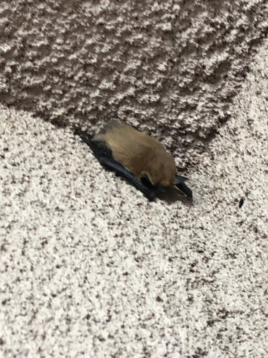 Canyon bat roosting on a textured wall