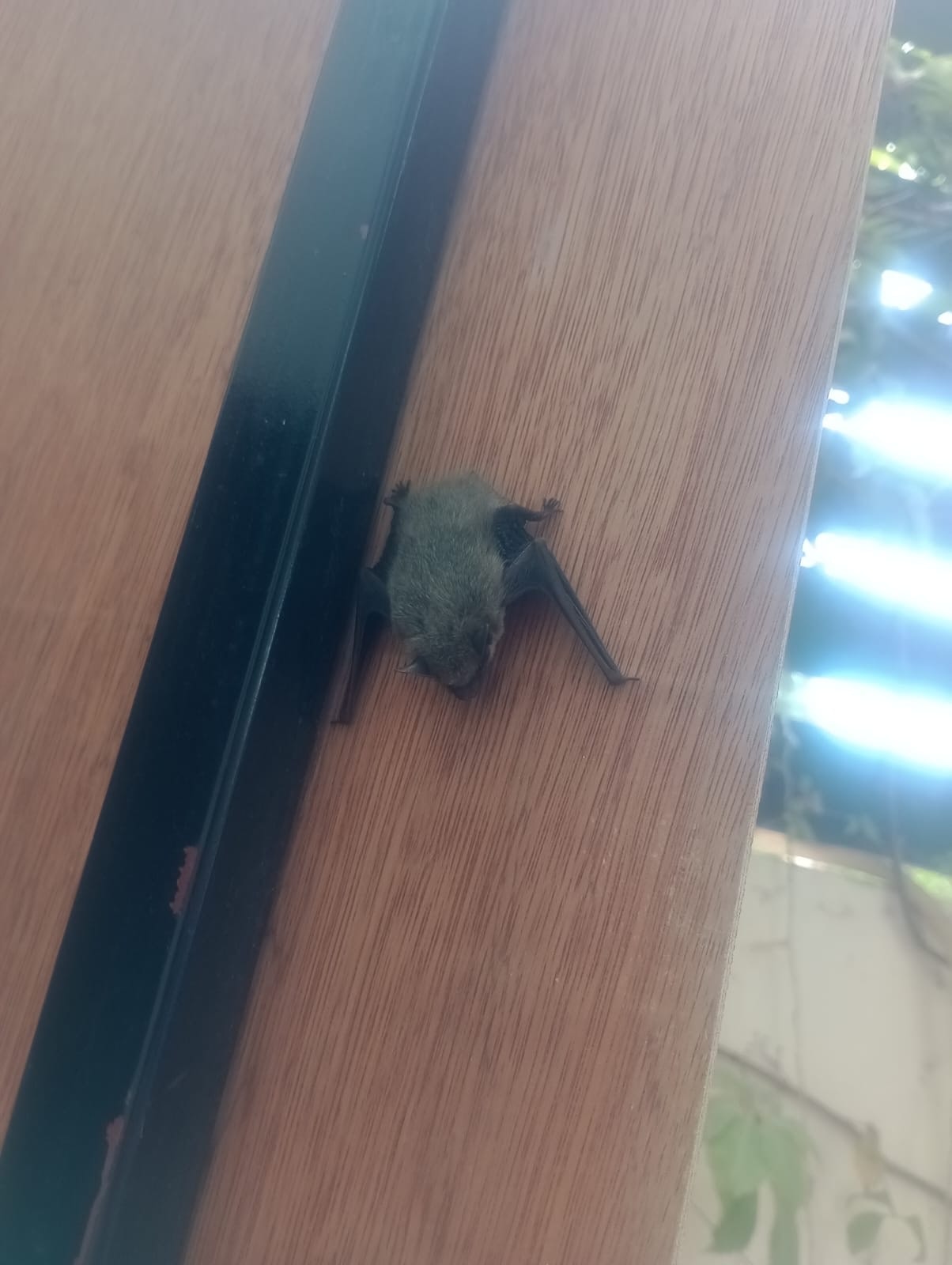 Canyon bat roosting on a wooden doorway