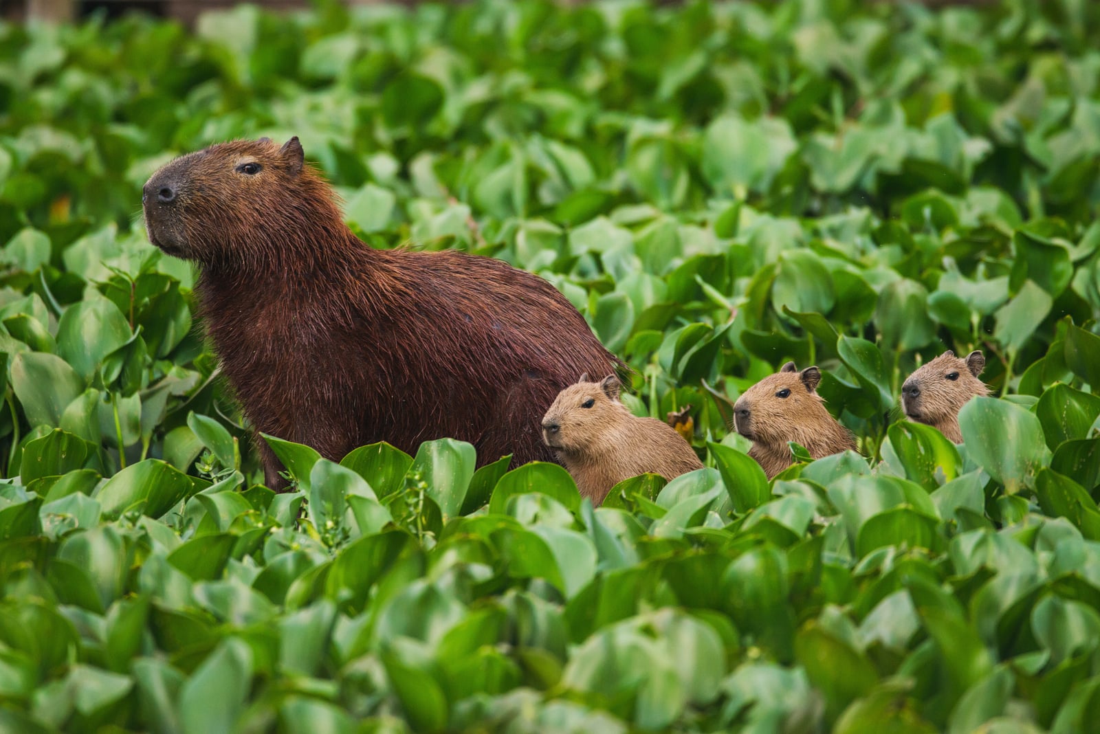 Capivara(Hydrochoerus hydrochaeris)