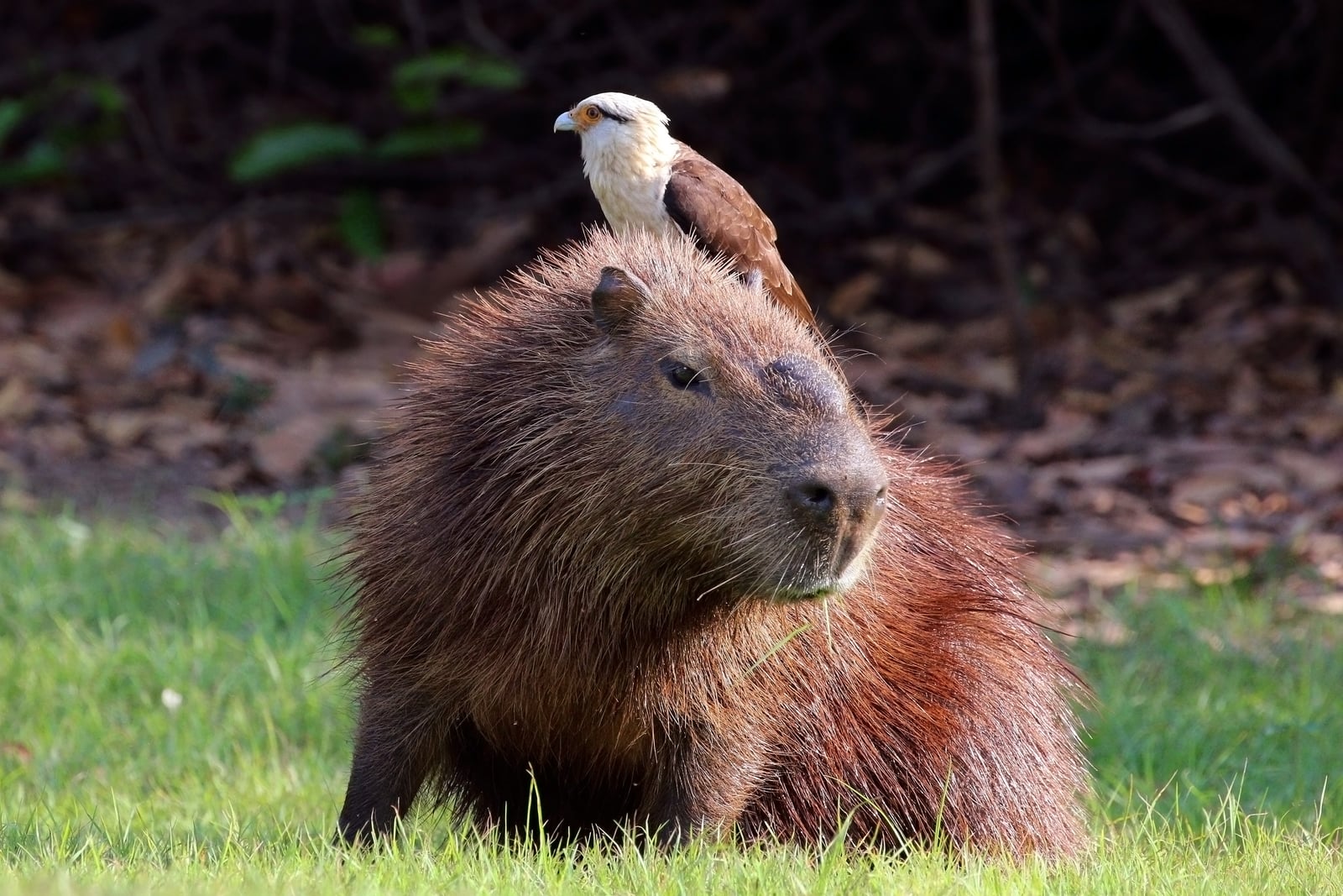 Yellow-headed caracara (Milvago chimachima) on capybara (Hydrochoeris hydrochaeris)