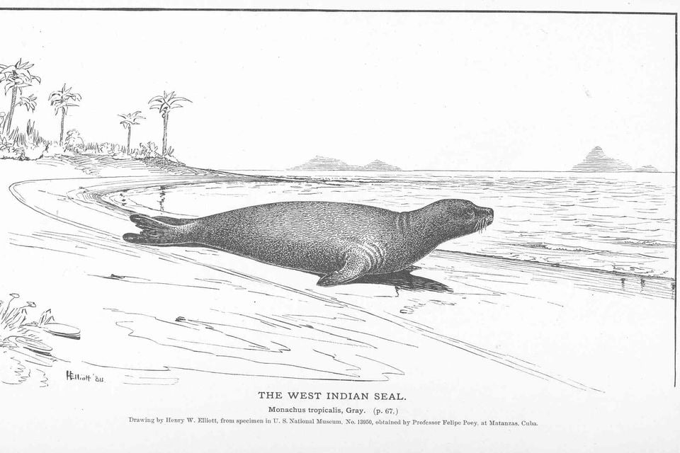 FMIB 50857 West Indian Seal