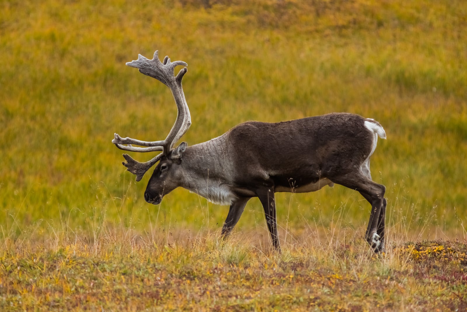 Caribú (Rangifer tarandus), Parque nacional y reserva Denali, Alaska, Estados Unidos, 2017-08-30, DD 40