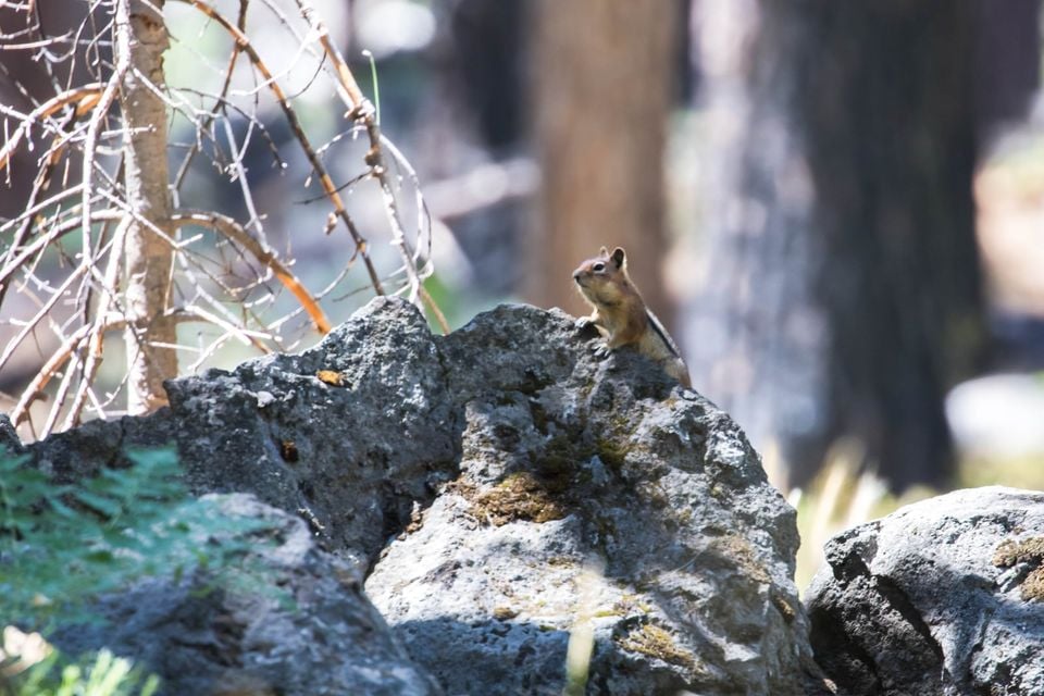 Cascade golden-mantled ground squirrel - 51356881087