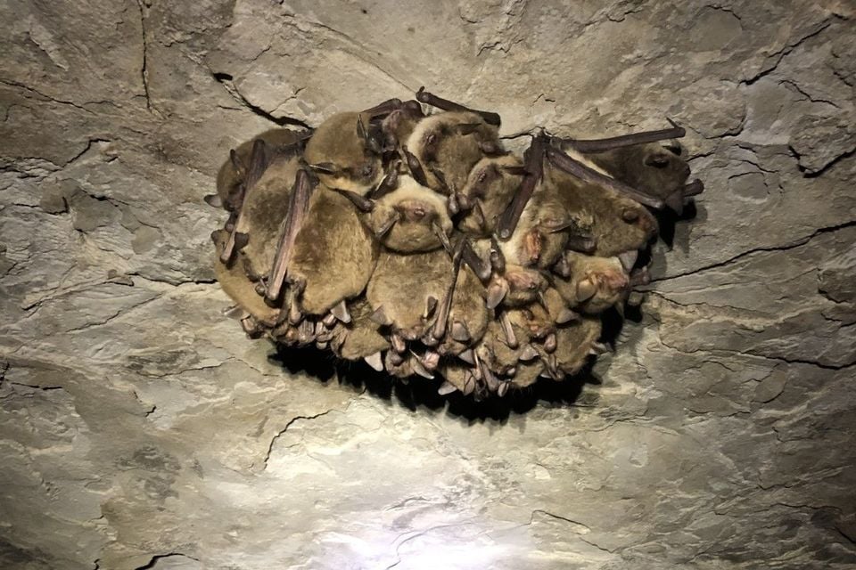 Cluster of cave myotis bats roosting on a cave ceiling in Texas
