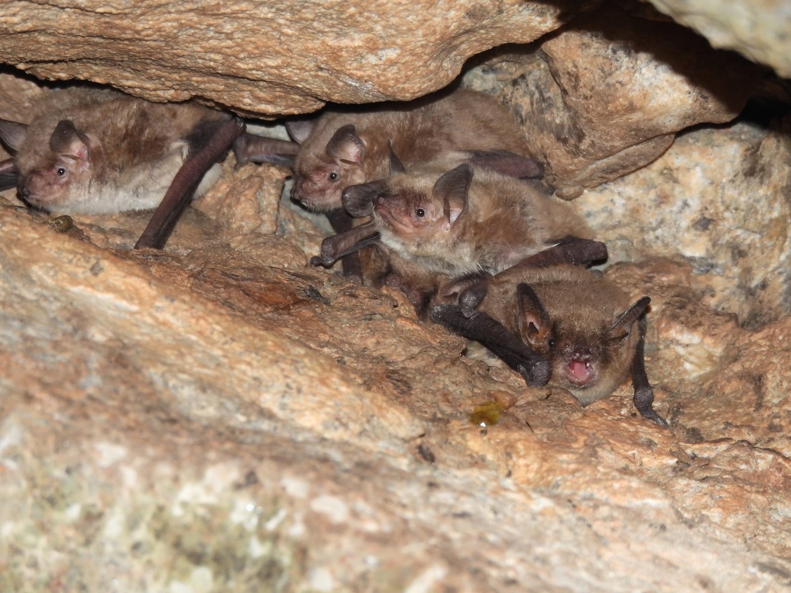 Group of cave myotis bats clustered together in a rock crevice