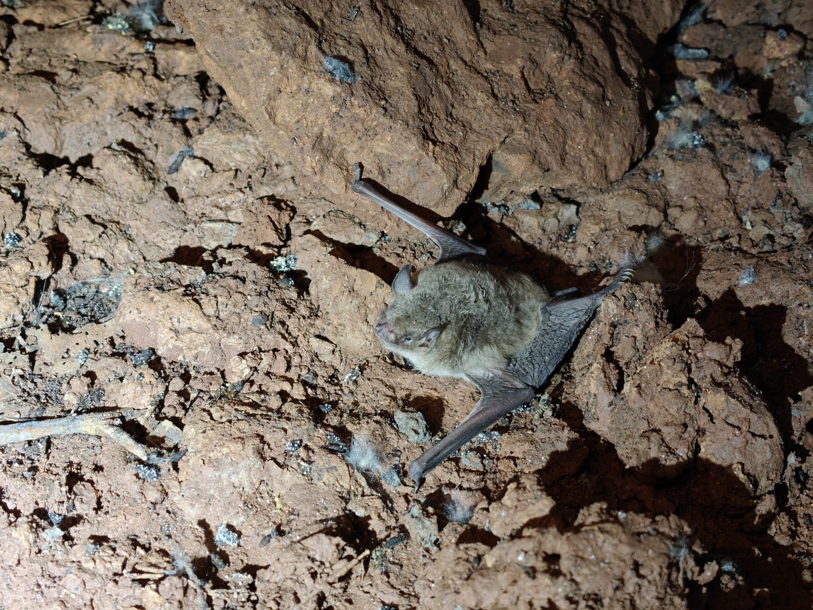 Cave myotis roosting alone on a cave wall