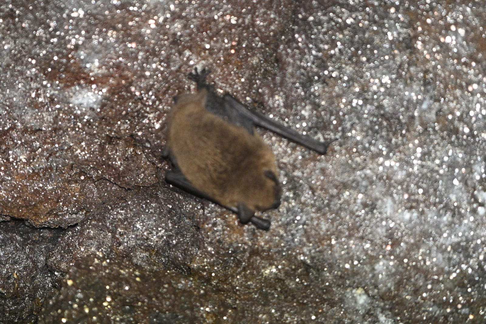 Cave myotis clinging to a mineral-streaked cave wall