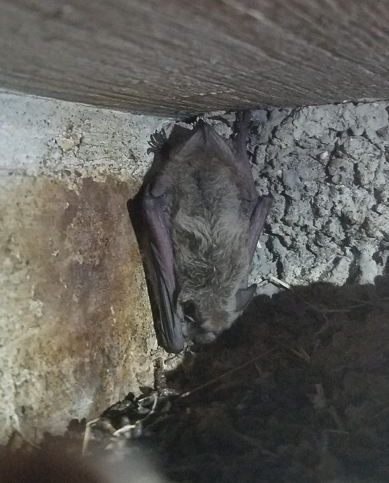 Cave myotis roosting in a narrow crevice under a bridge