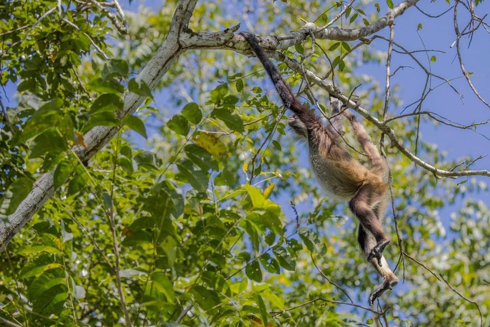 Geoffroy's spider monkey (Ateles geoffroyi yucatanensis) Peten 3