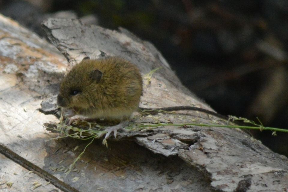 Central Pacific Jumping Mouse (Zapus montanus)