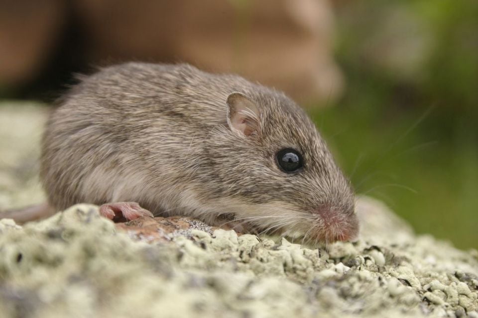 Chihuahuan Desert pocket mouse resting on lichen-covered rock, close-up of face and whiskers