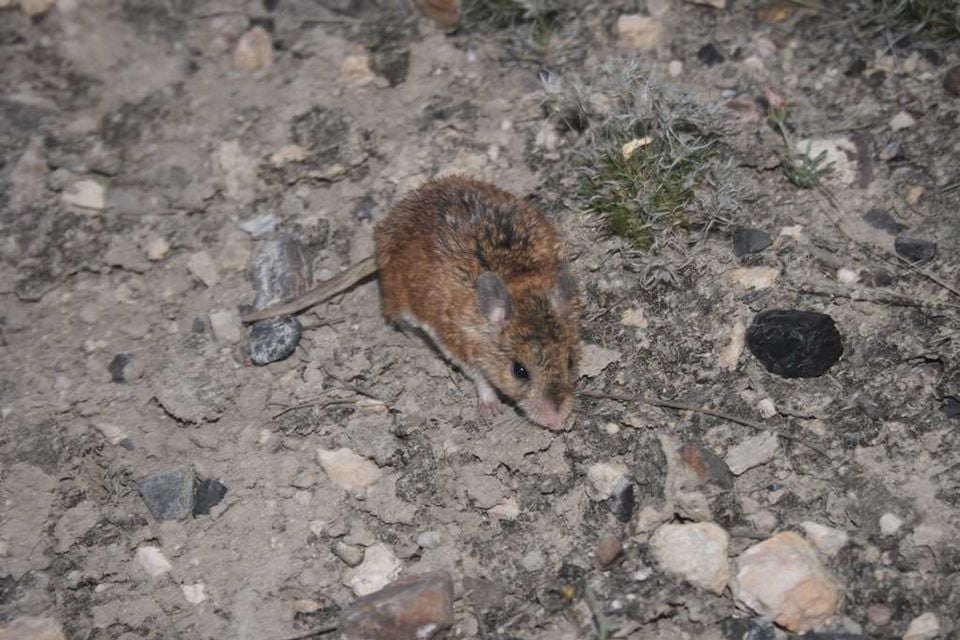 Chihuahuan grasshopper mouse facing the camera on open rocky ground