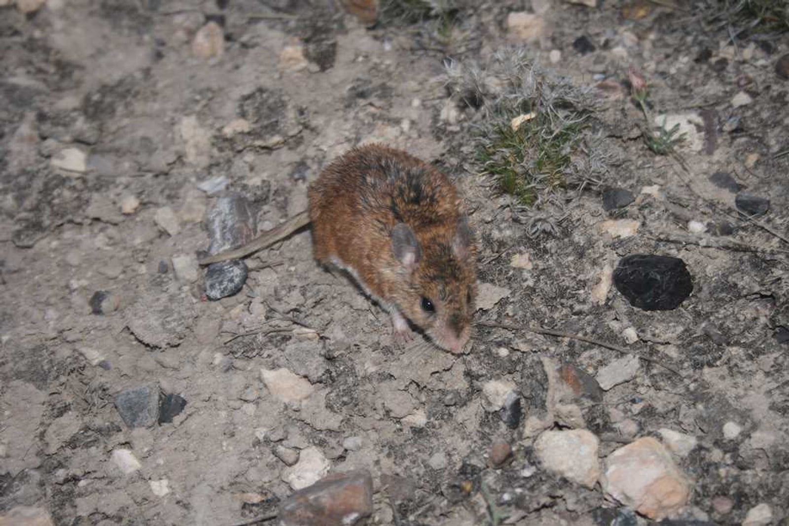Chihuahuan grasshopper mouse facing the camera on open rocky ground