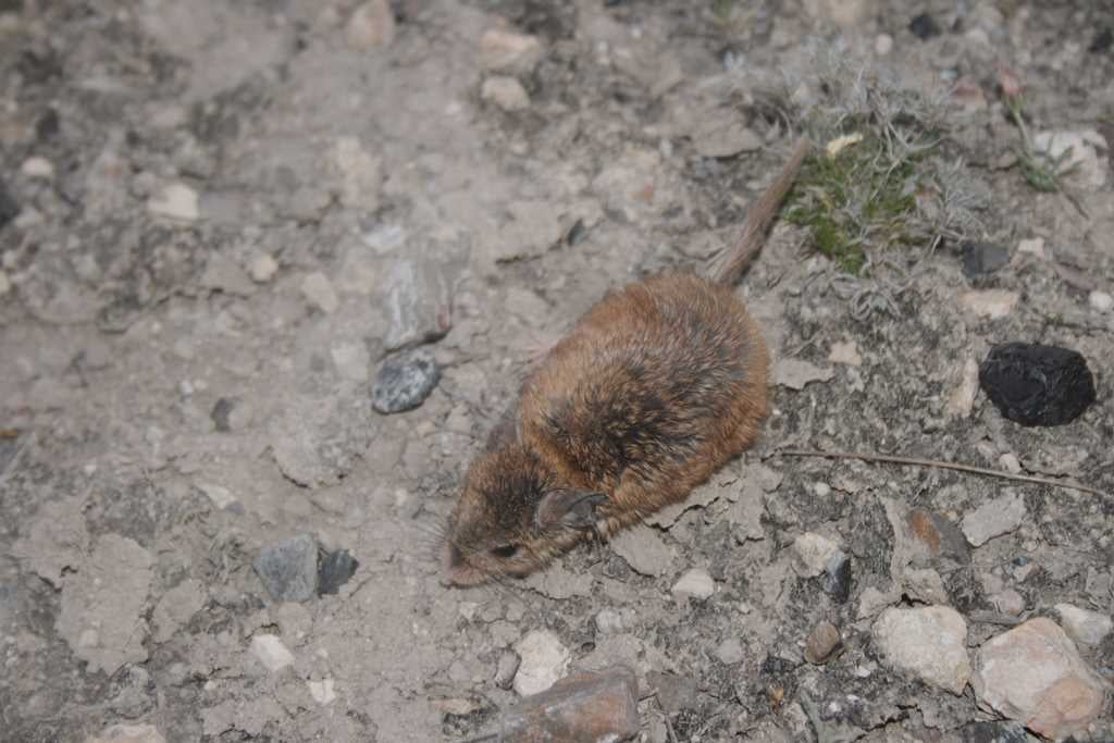 Chihuahuan grasshopper mouse seen from above on bare desert soil