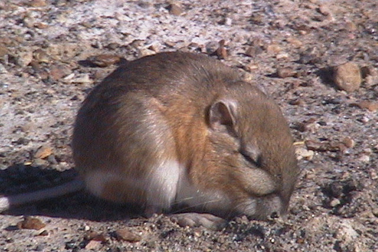 Chisel-toothed kangaroo rat crouched on gravelly desert soil
