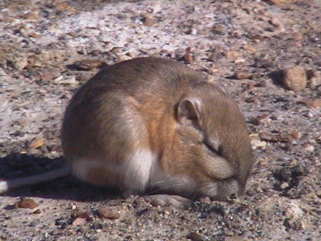 Chisel-toothed kangaroo rat crouched on gravel with its head lowered to the ground