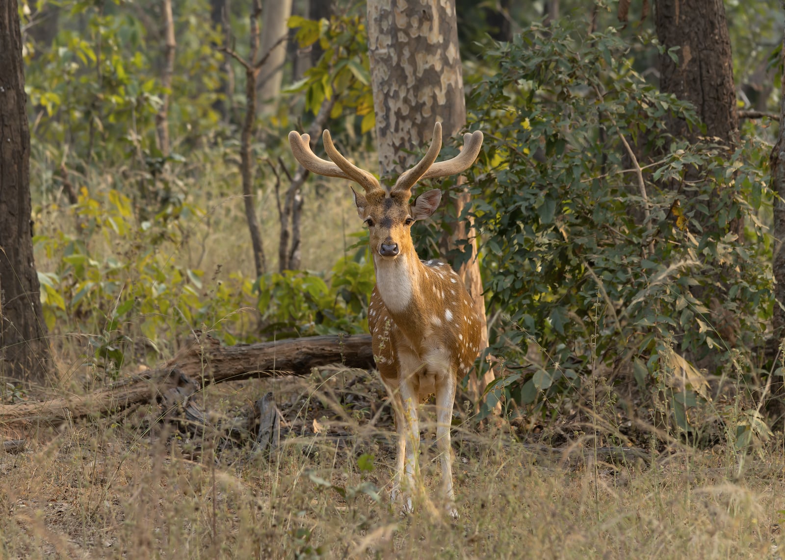 Chital in Sanjay Dubri Tiger Reserve December 2024 by Tisha Mukherjee 01